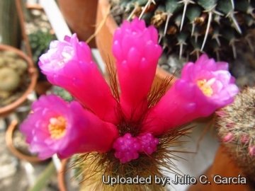 Arrojadoa rhodantha