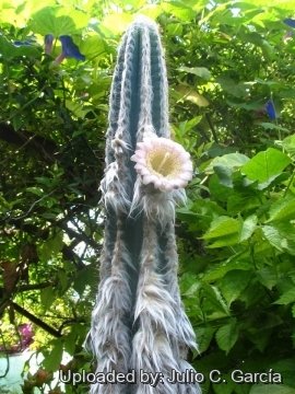 Pilosocereus leucocephalus