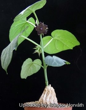 Matelea cyclophylla