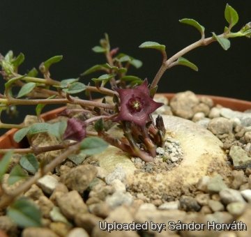 Brachystelma pulchellum