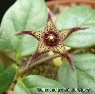 Brachystelma bruceae