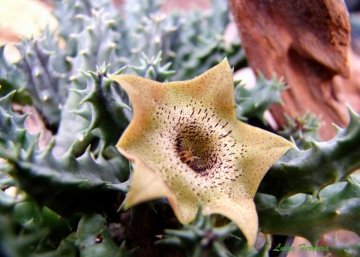 Huernia praestans