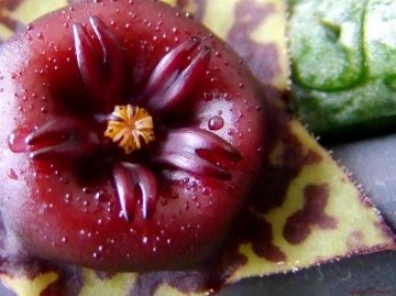 Stapelianthus keraudreniae