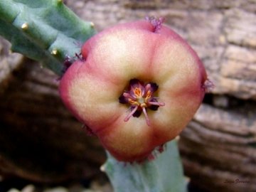 Tromotriche revoluta