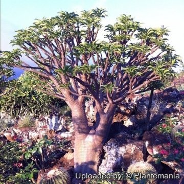 Pachypodium rutenbergianum