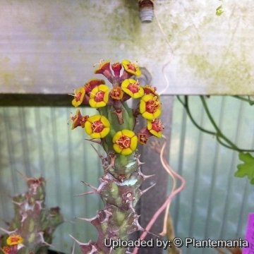 Euphorbia actinoclada