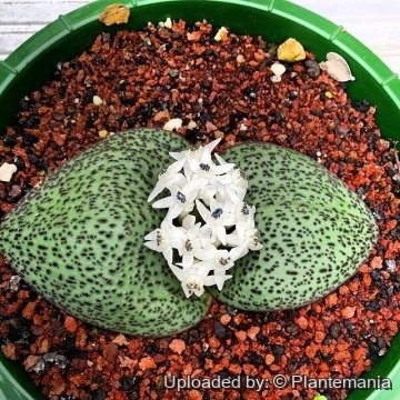 Massonia jasminiflora