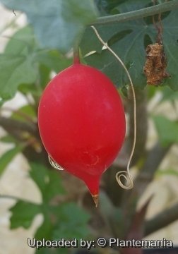 Ibervillea sonorae
