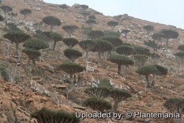 Dracaena cinnabari