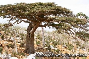 Boswellia socotrana