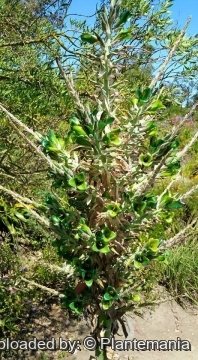 Puya х berteroniana