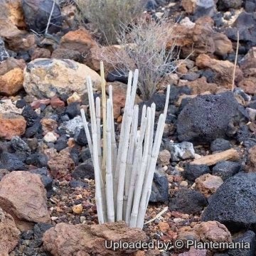 Ceropegia dichotoma subs. fusca