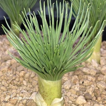 Gethyllis grandiflora