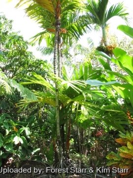 Areca vestiaria