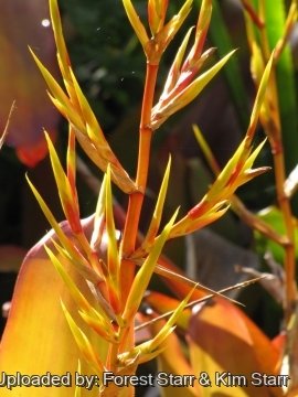 Aechmea blanchetiana
