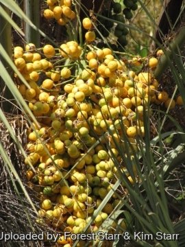 Butia capitata