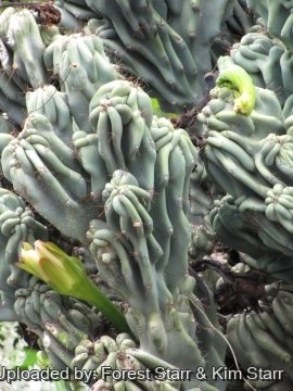 Cereus hildmannianus f. cristata monstruosa