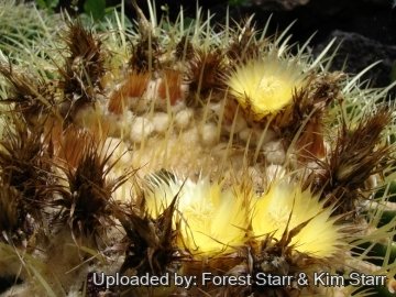 Echinocactus grusonii