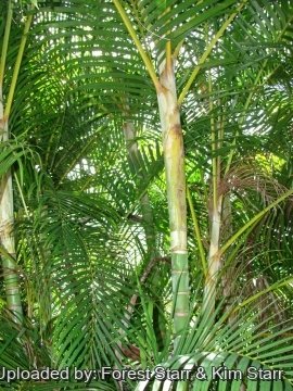 Dypsis lutescens