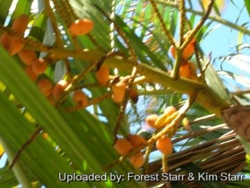 Dypsis lutescens
