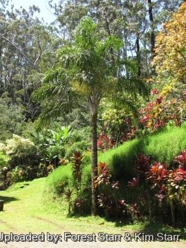 Dypsis madagascariensis