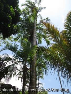 Pigafetta filaris