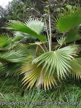 Pritchardia hillebrandii
