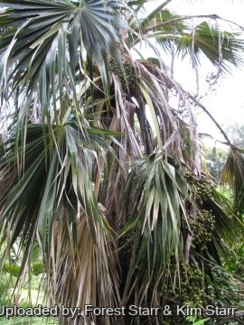 Pritchardia kaalae