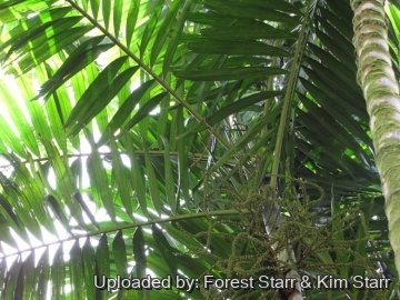 Ptychosperma elegans