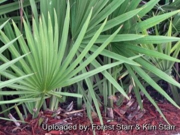 Serenoa repens