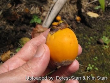 Syagrus amara