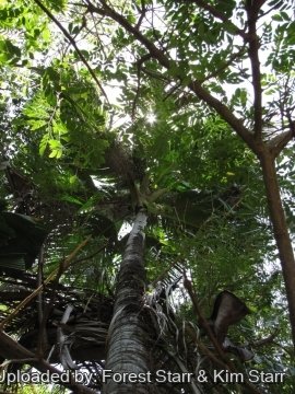 Verschaffeltia splendida