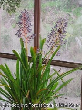 Portea petropolitana