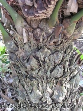 Lepidozamia peroffskyana