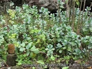 Kalanchoe grandiflora