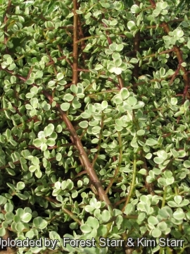 Portulacaria afra f. variegata