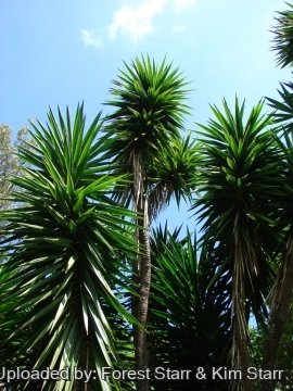Yucca gigantea