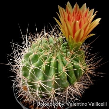 Pyrrhocactus curvispinus var. santiagoensis