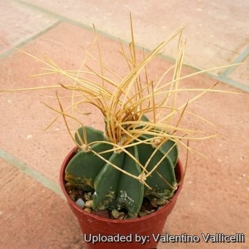 Astrophytum capricorne var. aureum