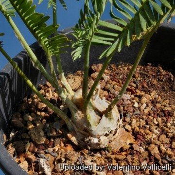 Dioon edule