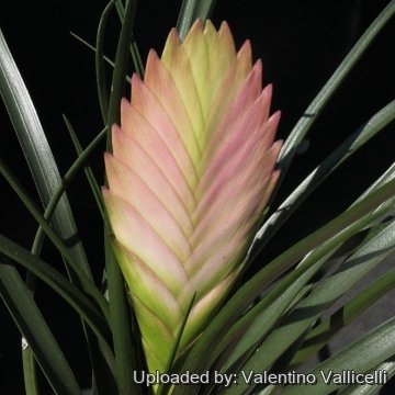 Tillandsia cyanea