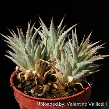 Deuterocohnia brevifolia subs. chlorantha