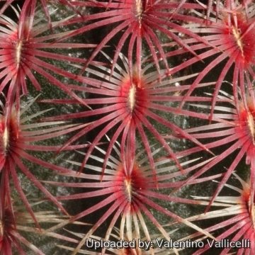 Echinocereus rigidissimus subs. rubispinus
