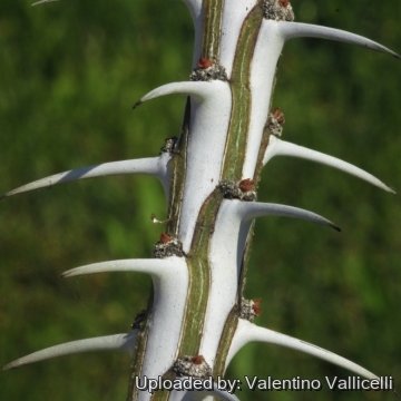 Fouquieria splendens