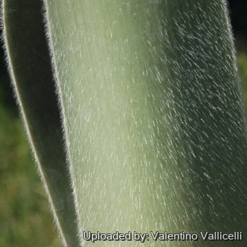Haemanthus albiflos