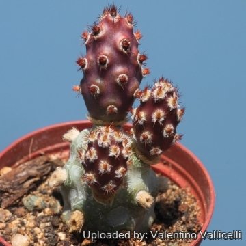 Tephrocactus molinensis cv. Purple Body