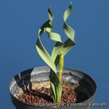 Cyrtanthus spiralis