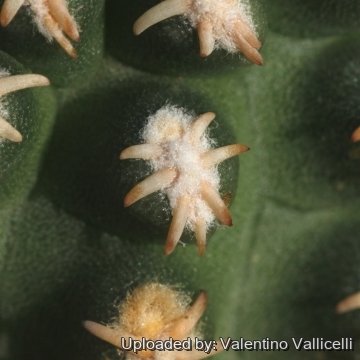 Pygmaeocereus bieblii