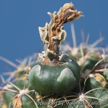 Gymnocalycium bruchii subs. matznetteri