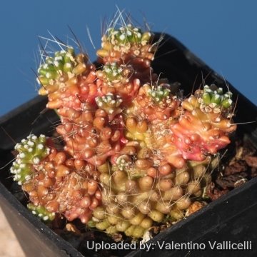 Mammillaria crinita subs. painteri f. monstruosa